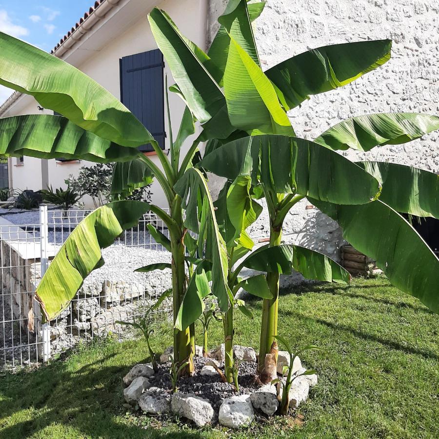 Le Domaine Vesque Βίλα Saint-Pierre-de-Clairac Εξωτερικό φωτογραφία